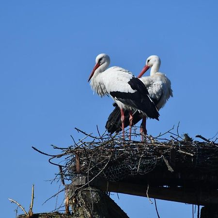 Ferienwohnung Storchennest Bad Rothenfelde Esterno foto