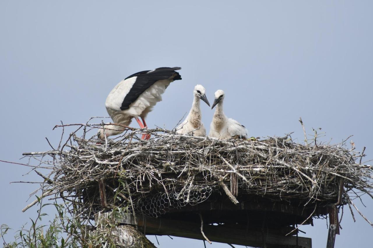 Ferienwohnung Storchennest Bad Rothenfelde Esterno foto